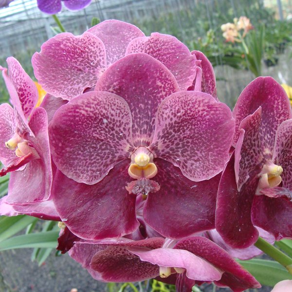 Vanda Kultana Gold-Chiengrai × Vanda Bitz's Heartthrob (HV66)