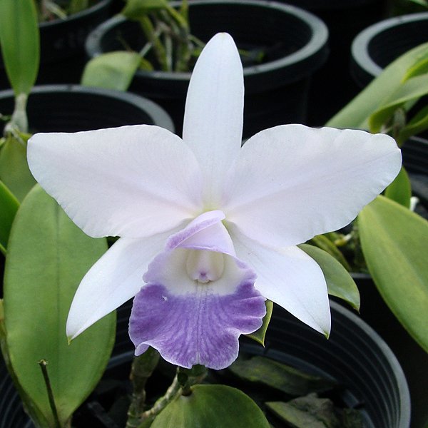 Laeliocattleya Mini Purple 'Blue Hawaii' AM/AOS (KC02)