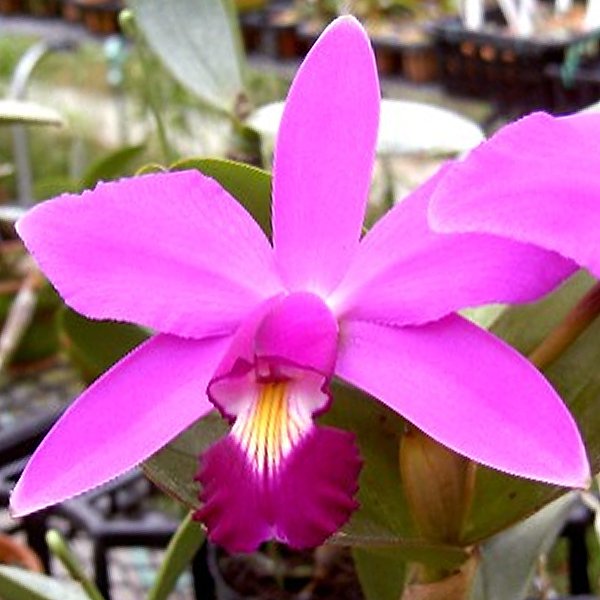 Cattleya violacea 'Muse' FCC/AOS (KC07)