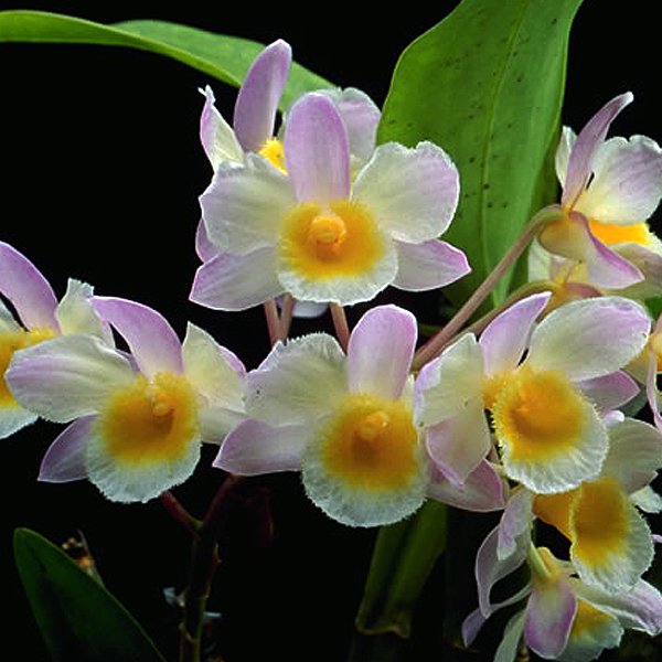 Dendrobium farmeri (KD02)