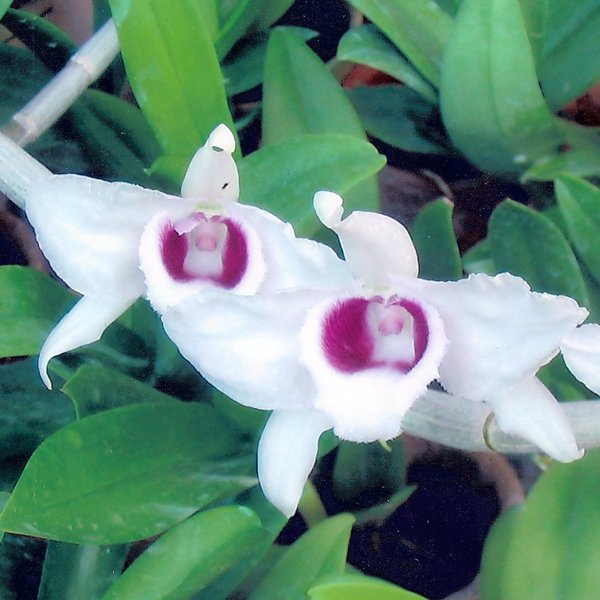 Dendrobium anosmum 'Semi-Alba' (KD06)