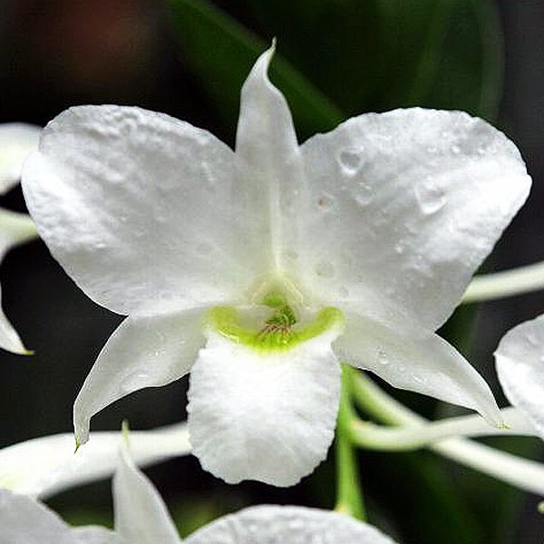 Dendrobium dearei (KD08)