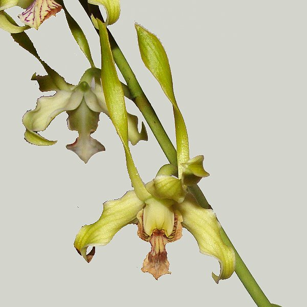 Dendrobium antennatum (KD11)