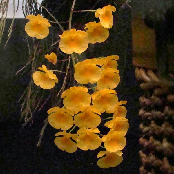 Dendrobium aggregatum (KD12)