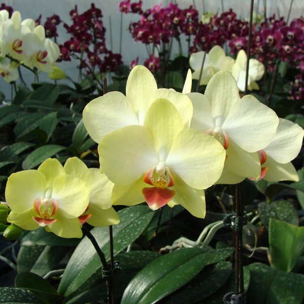 Phalaenopsis I-Hsin Kabuki (KHM1112)