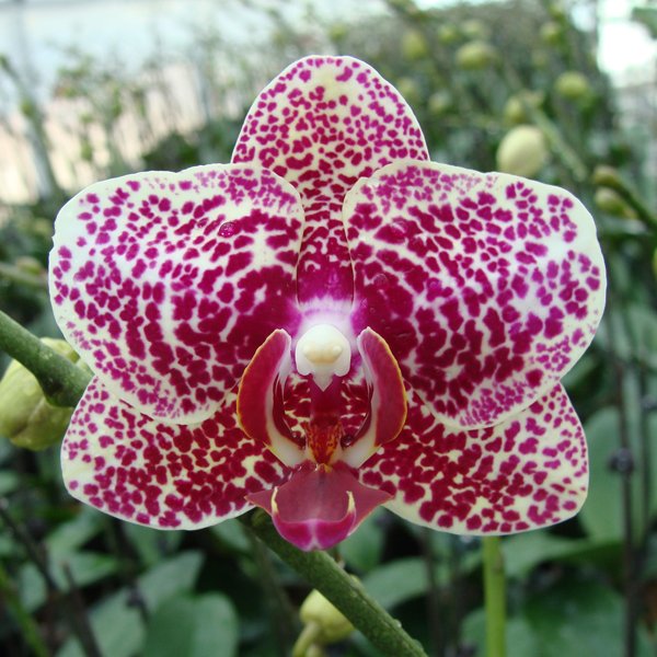 Doritaenopsis I-Hsin Wild Fancy (KHM1418)
