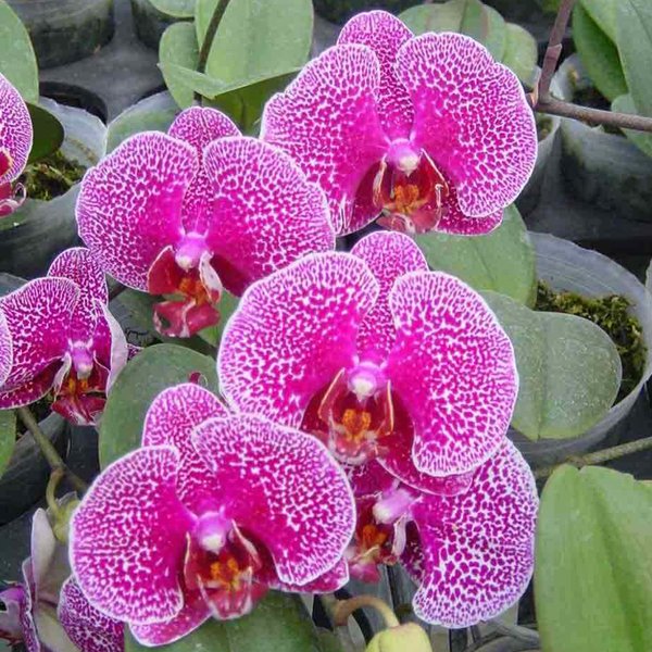 Doritaenopsis Leopard Prince (KHM518)