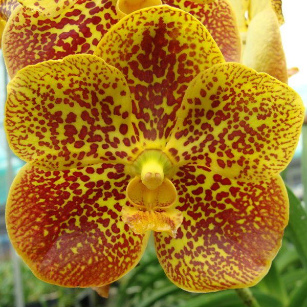 Vanda Varut Rewpard × Vanda Jaophaya Supply (KV102)