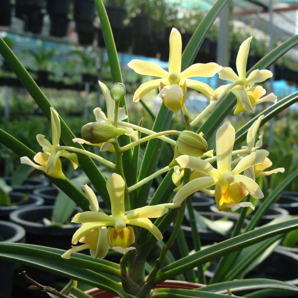 Paraphalaenopsis Sunny Yellow × Christensonia Vietnamica (KV103)