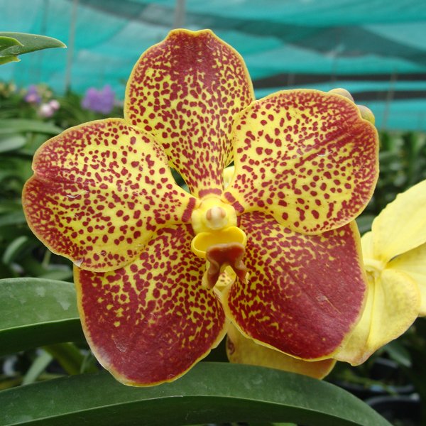 Vanda Kenny Gold × Five Friendship (KV106)