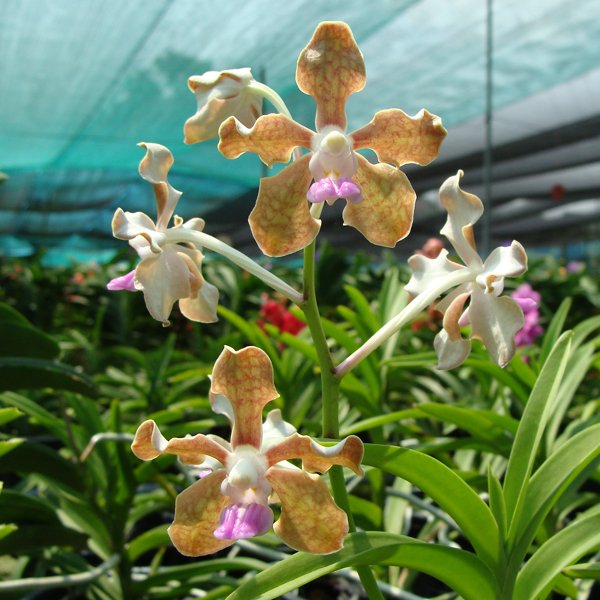 Vanda Tessellata (KV108)