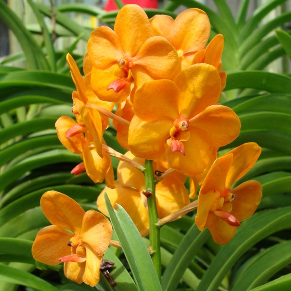 Ascocenda Jiraprapa × Vanda denisoniana × Ascda Yip Sum Wah (KV115)