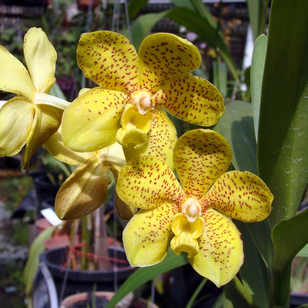 Trichoglottis Fasciata × Vanda denisoniana (KV117)