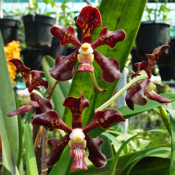 Vanda merrillii × Vanda denisoniana (KV118)