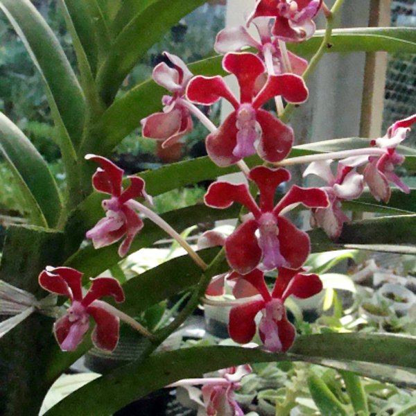 Vanda limbata (KV122)