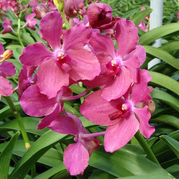 Vanda coerulea × Renanthera storiei (KV127)
