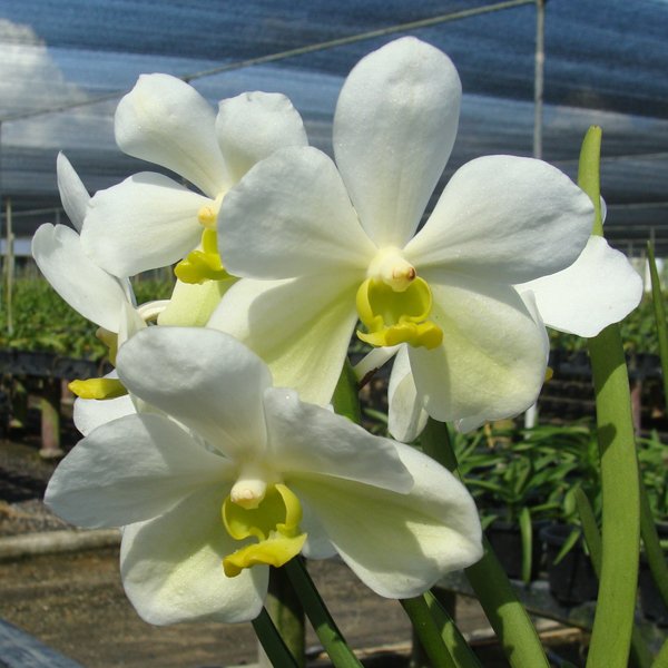 Vanda Mevr. L. Velthuis × Vanda Kultana Gold (KV132)