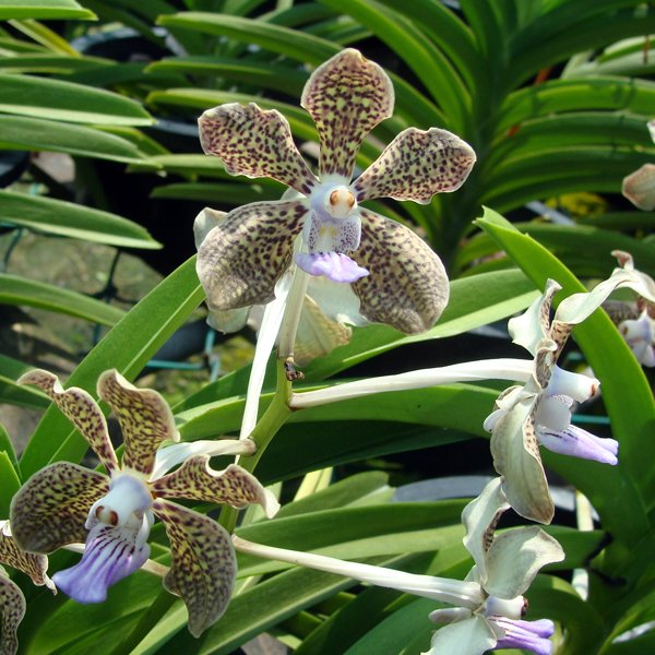 Vanda Mimi Palmer 'Teo Boon Hian' HCC RHT (KV31)
