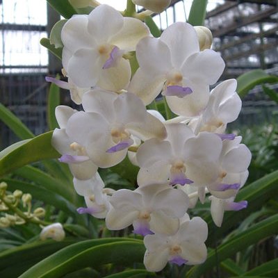 Vascostylis Viboon Velvet (KV33)