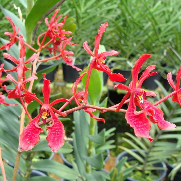Renanthera Akihito 'Emperor' (KV49)