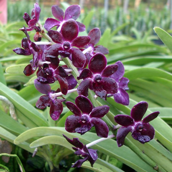 Rhynchovanda Colmarie 'Merlot' HCC/AOS (KV52)
