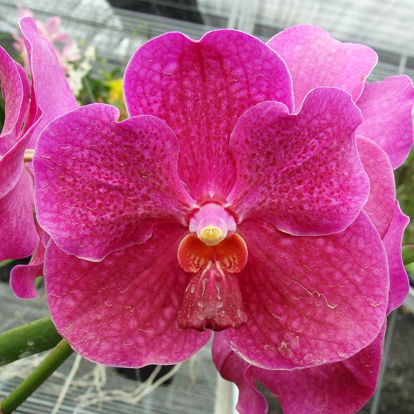 Vanda Velthuis 'Hilo Blue' × Dr Anek (KV55)