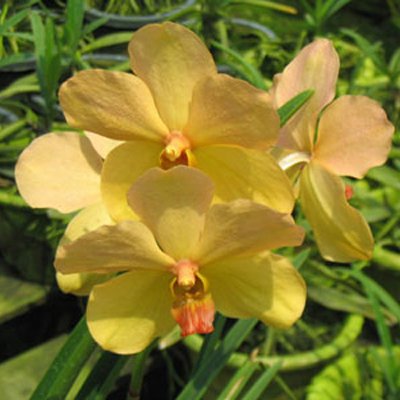 Vanda Velthius × Ronny Sutong (KV56)