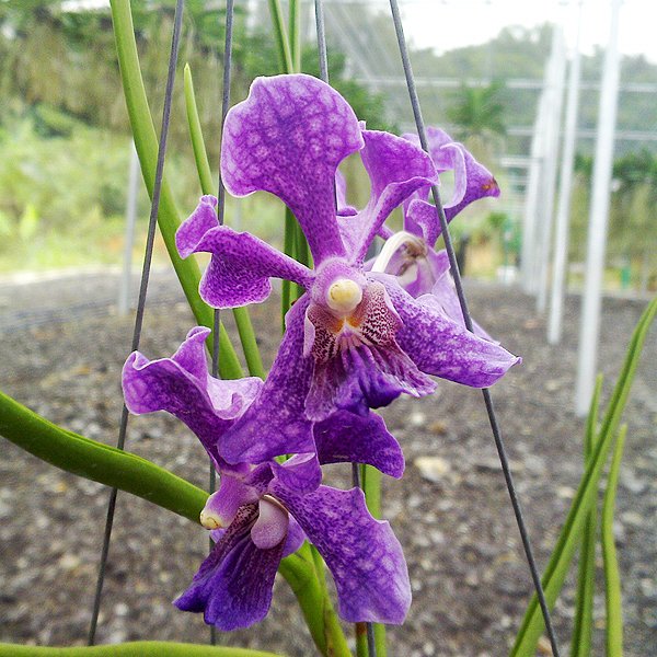 Vanda Memo × Tessellata (KV58)