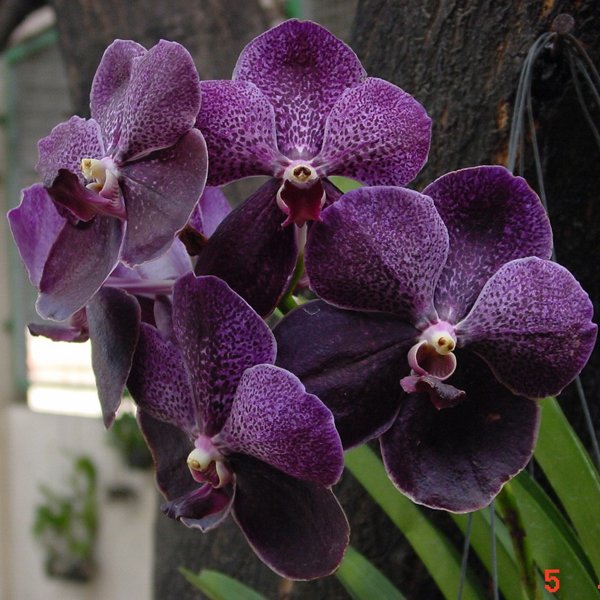 Vanda Robert's Delight Black (KV60)