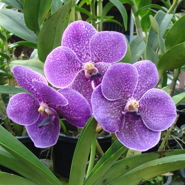 Vanda Robert's Delight Purple (KV61)