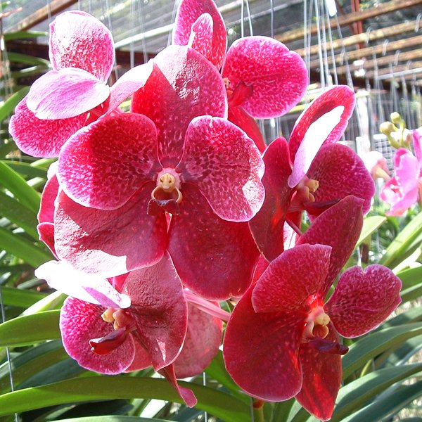Vanda Robert's Delight 358 (KV63)