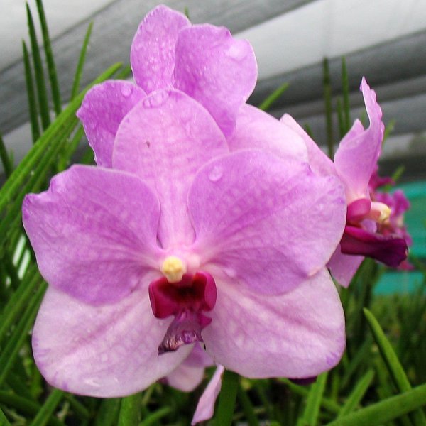 Vanda Joaquim × Varavuth (KV64)