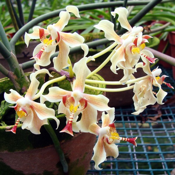 Vanda Parapha Denevei × Serpentilingua (KV67)