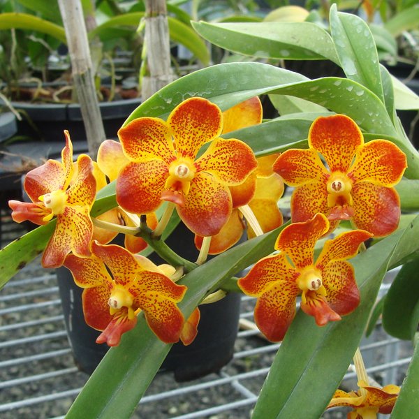 Ascocenda Crownfox × Red Gem (KV69)