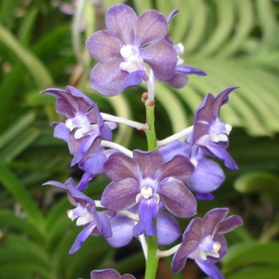 Ascocenda Pine River × Nongkhan (KV70)