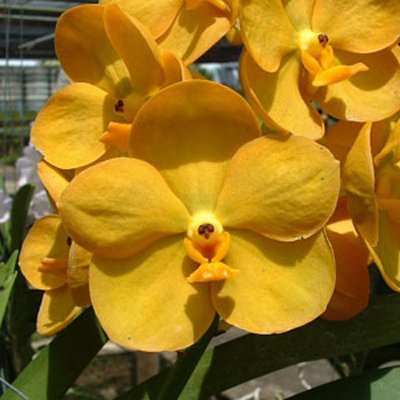 Ascocenda Yanisa Gold (KV84)