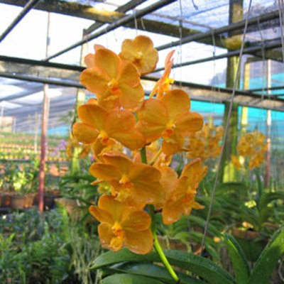 Christine Sonia 'Vietnam' Fuch Gold (KV88)