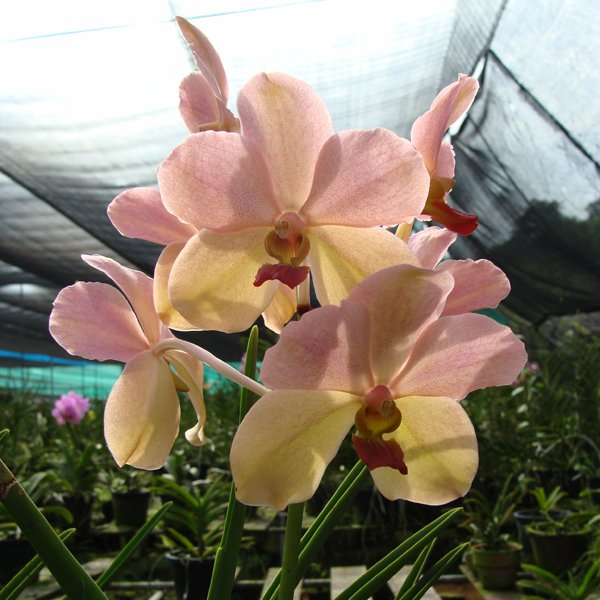 Vanda Velthius Ronny Sutong (KV93)