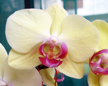 P Taipei Gold × (P Tomboy Mt Beauty × P Ham Lip) × P Hsinying Excell (L260)