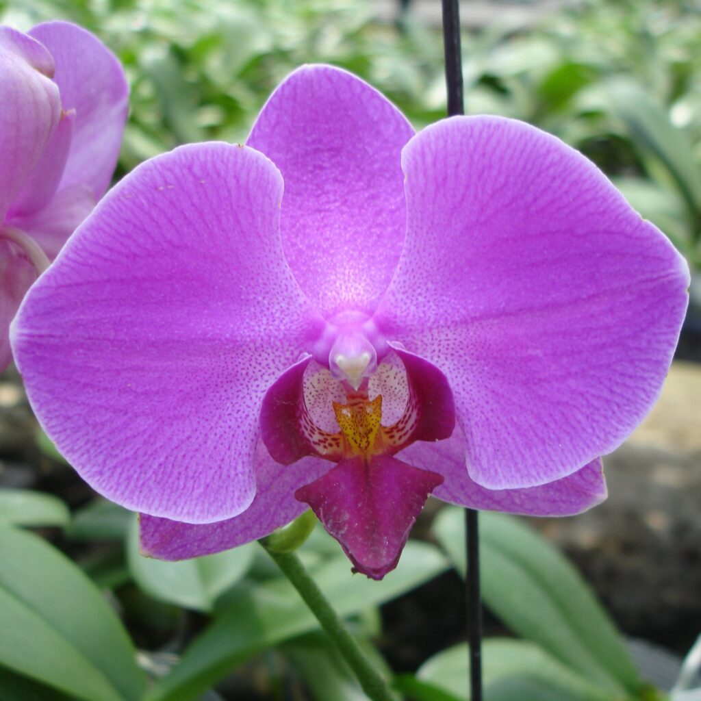 Phalaenopsis Haur Jin Diamond × Phal. Chain ×en 'Pearl' (L332)