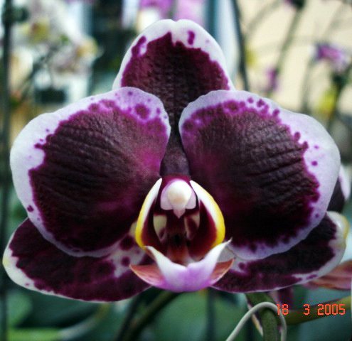 (Phal Golden Peoker × Golden Sun) × Phal Brother Lawrence (L375)