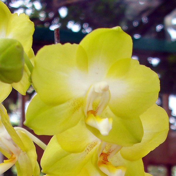 Phalaenopsis I-Hsin Sunflower 'ST-1057 × Phal Taisuco Windian 'ST-2016' (L398)