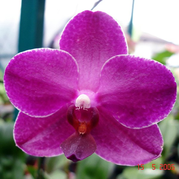 Phalaenopsis Salu's Fragrancy 'SL' × Luchia Lip (L480)
