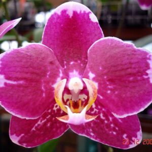 Phalaenopsis (L506)