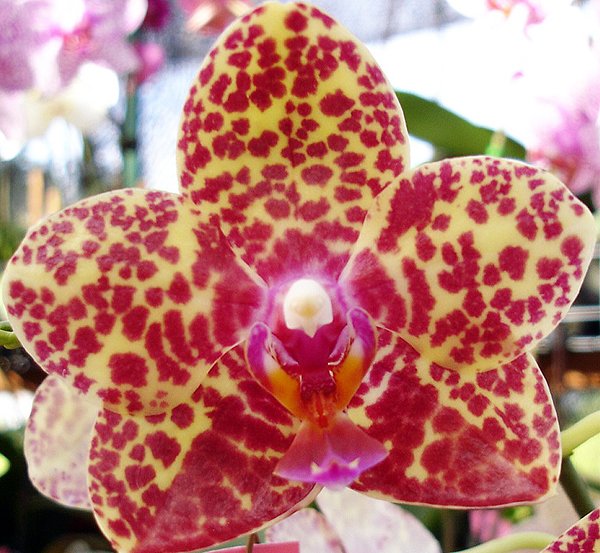 Phalaenopsis Salu Spot (L533)