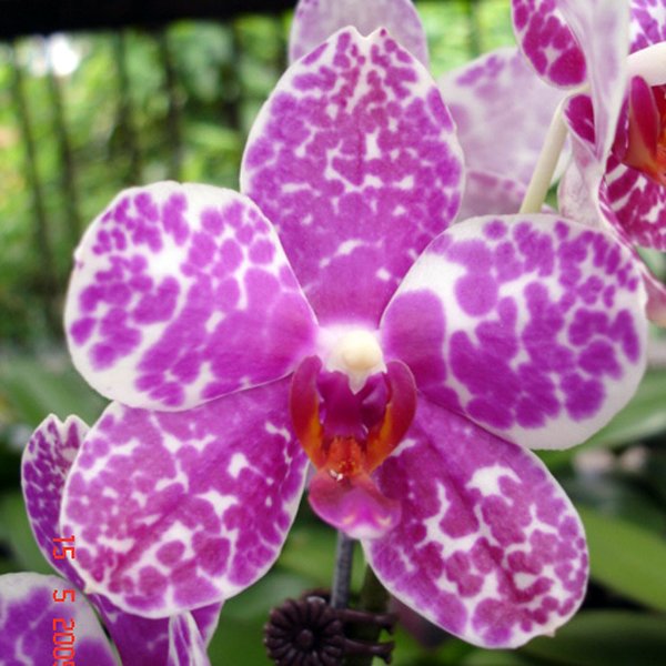 Phalaenopsis Brother Oxford × Luchia Lip (L541)