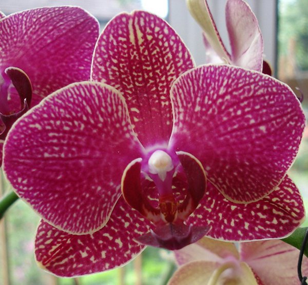 Phalaenopsis (L555)