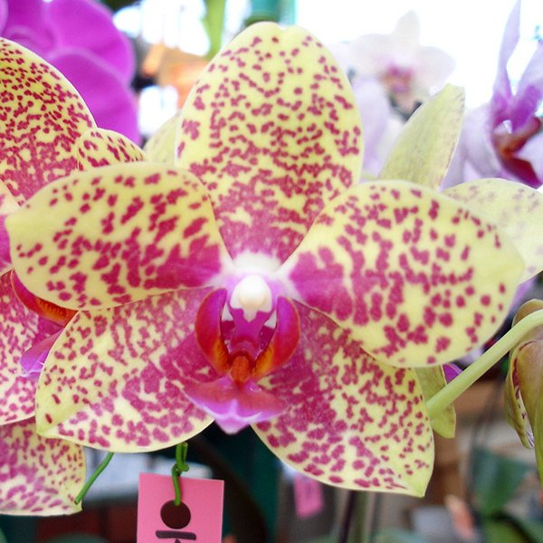 Phalaenopsis (Phal Big Rose × Haur Jin Diamond) × Taisuco Kaaladian (L573)