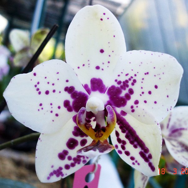 Phalaenopsis (Ching Ruey's Tiger × Haur Jin Diamond) × Luchia Lip 'MD' (L617)