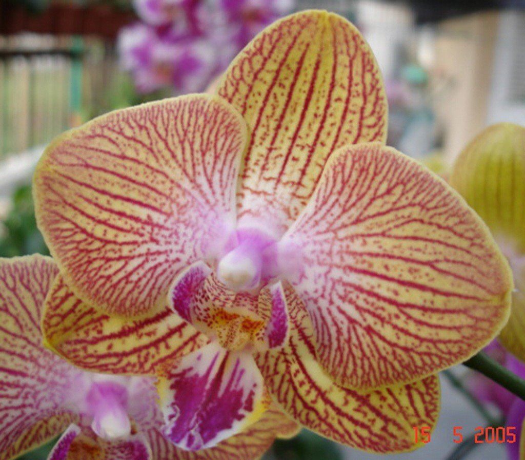 Phalaenopsis orchid
